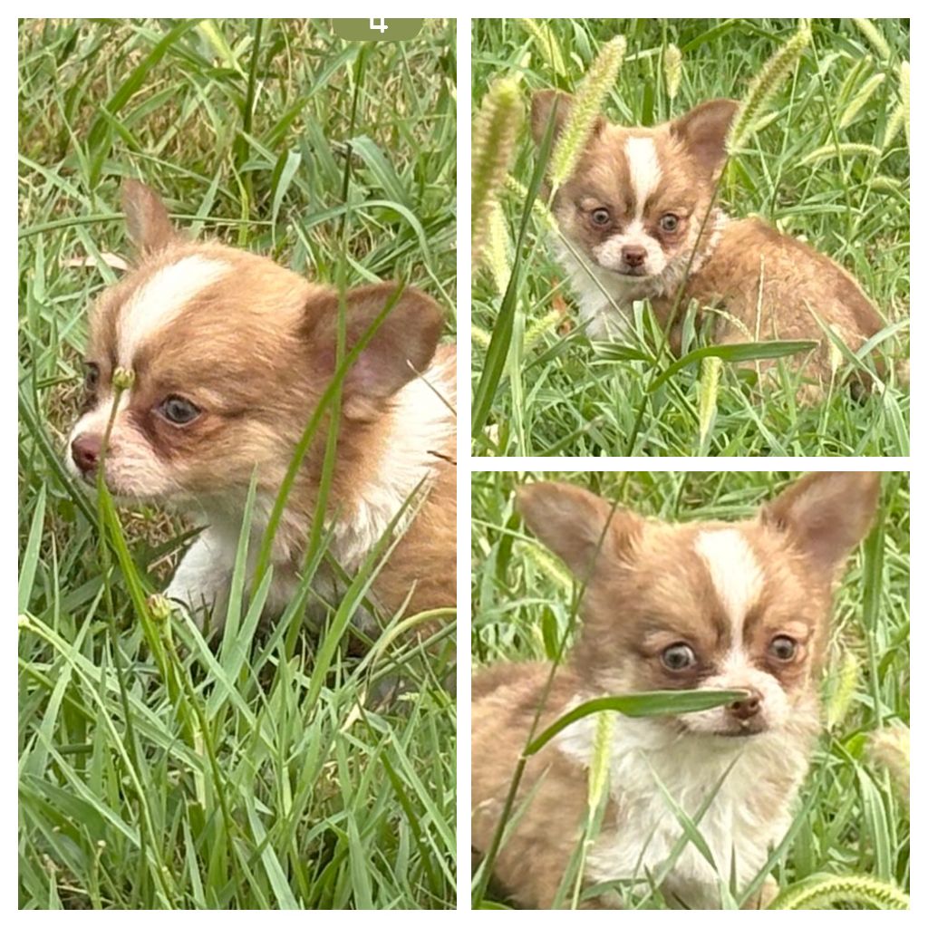Des Loups Du Mareuil - Chiots disponibles - Chihuahua