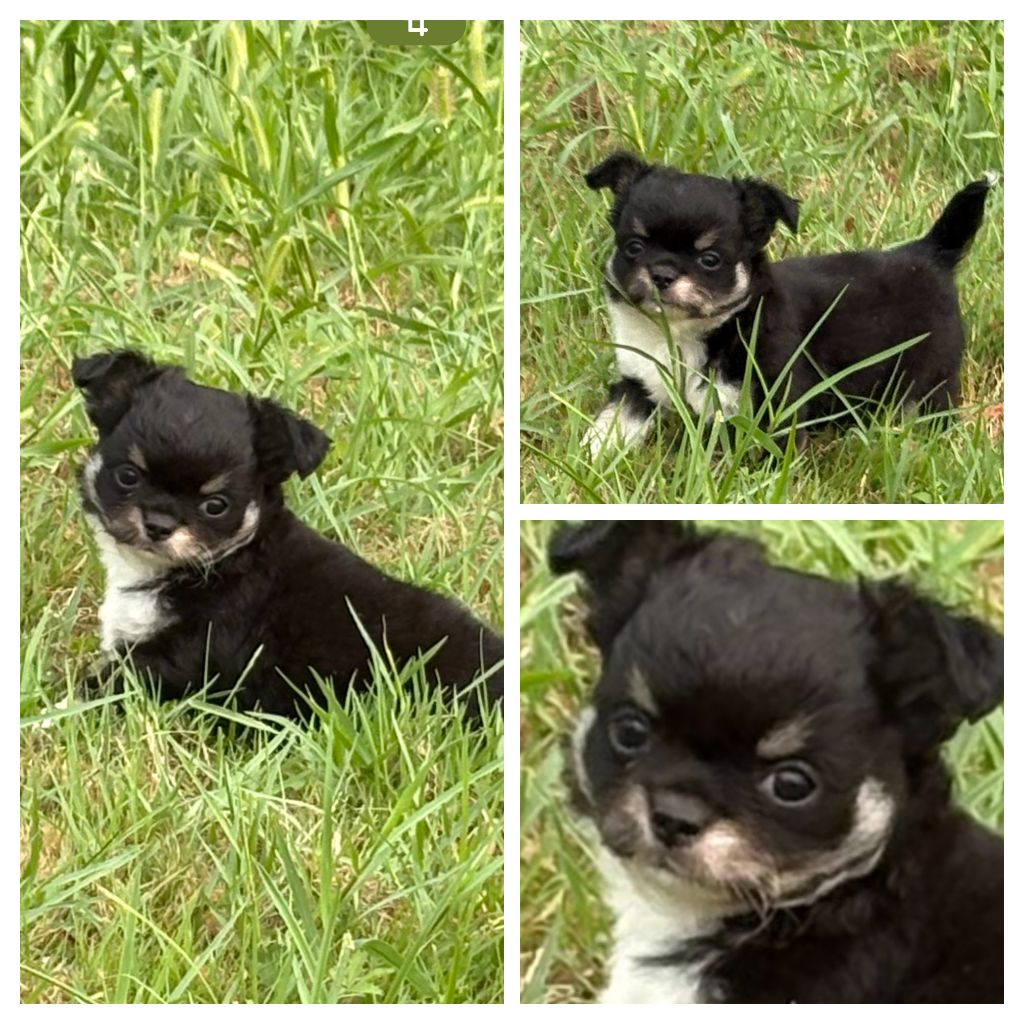 Des Loups Du Mareuil - Chiots disponibles - Chihuahua