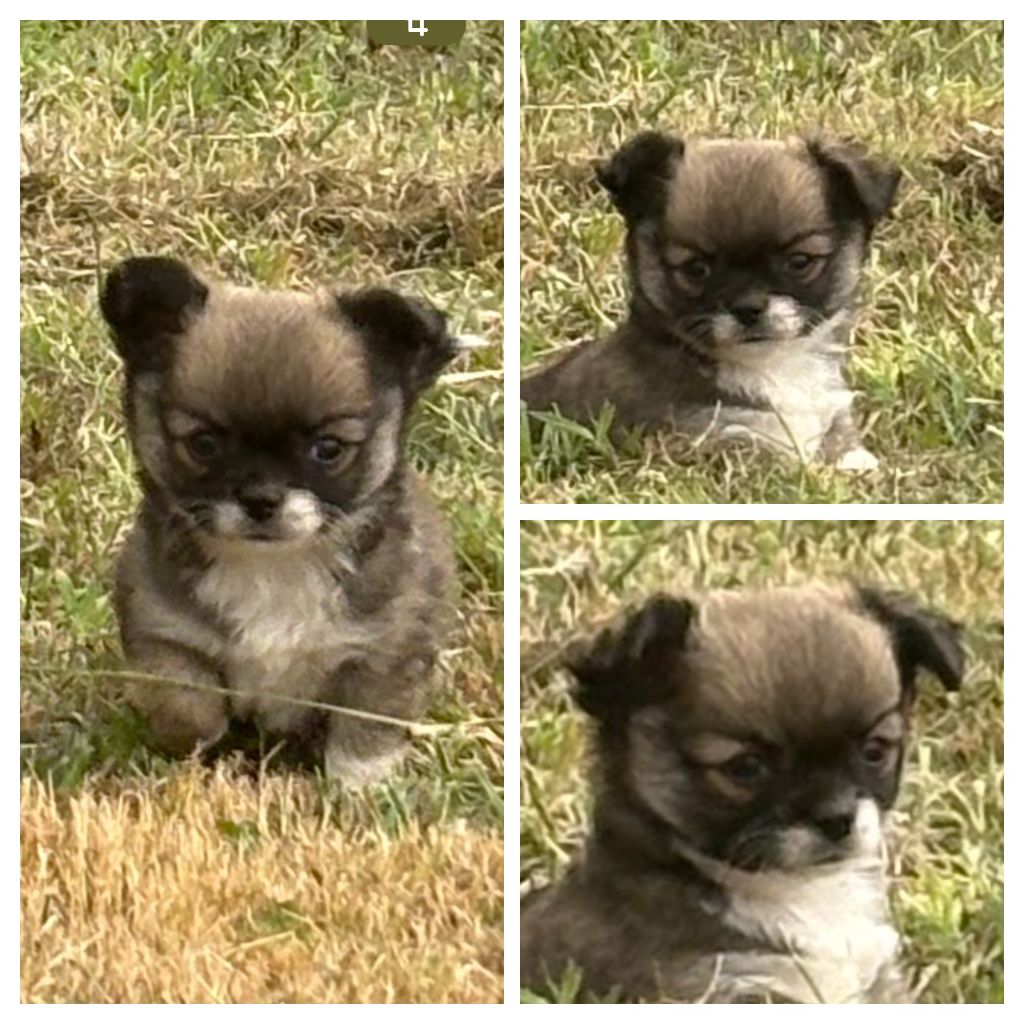 Des Loups Du Mareuil - Chiots disponibles - Chihuahua