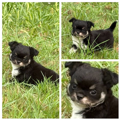 CHIOT 2