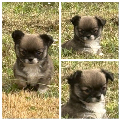 CHIOT 1
