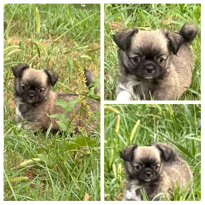 CHIOT 3