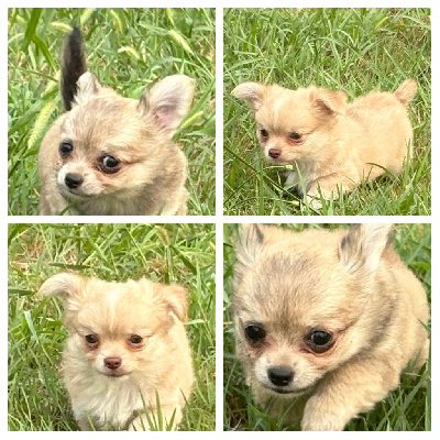 CHIOT 4