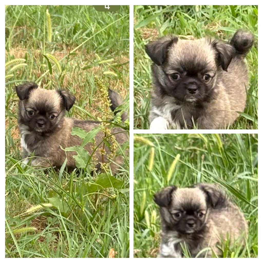 Des Loups Du Mareuil - Chiots disponibles - Chihuahua